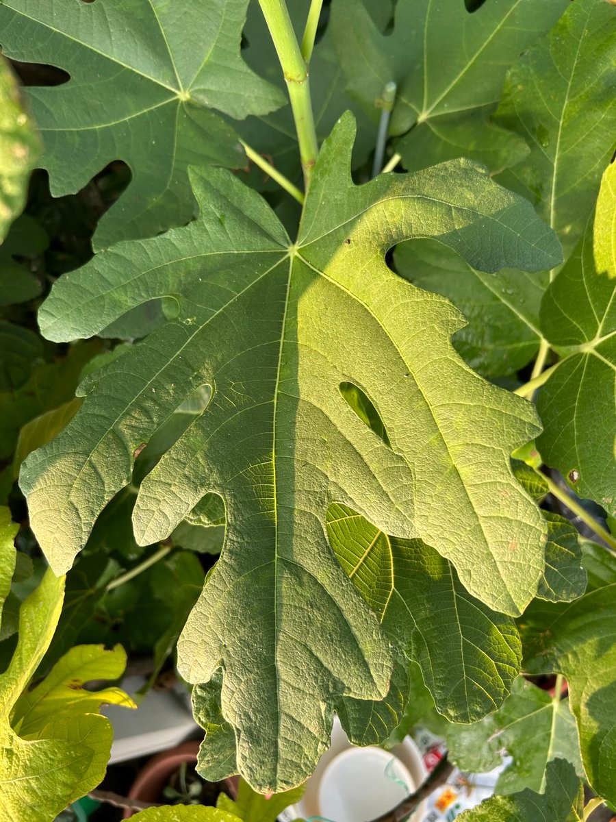 Fig & Berry Collection (@garden_fig) / Posts / X