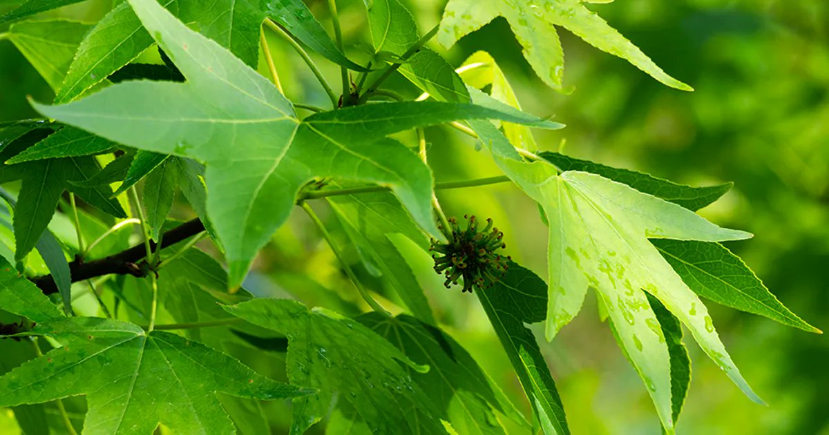dougoster1's tweet image. Our occasional podcast series on different tree species with Lou Meyer from @DaveyTree continues this week with the much loved (and hated) sweet gum tree.
Listen here- …kingtreeswithdaveytree.buzzsprout.com