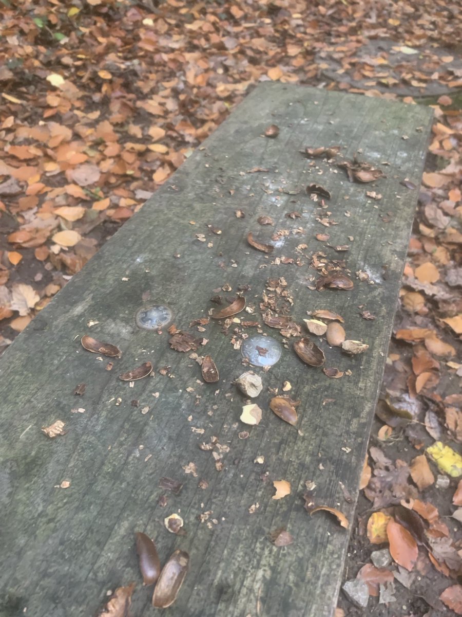 GavinM_onair's tweet image. Room the squirrels have beaten me to my bench today!