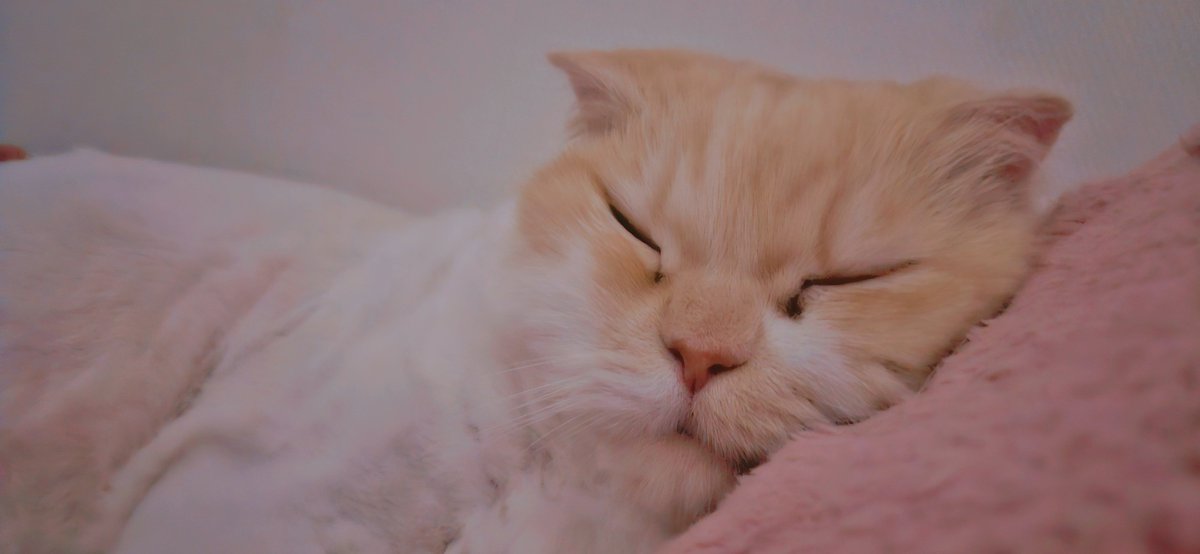 용이와 별이와 겨울 tweet media