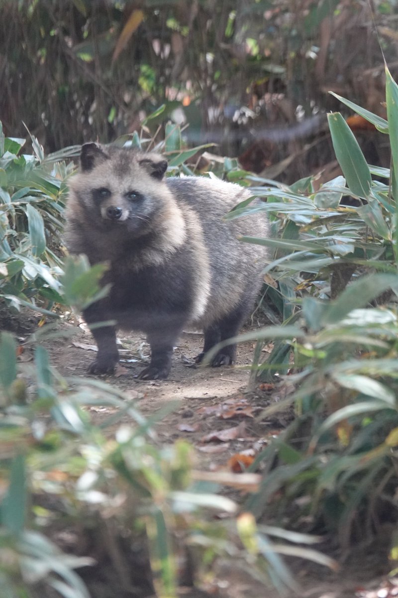 ほしたかゆき（ほしじろ） on X