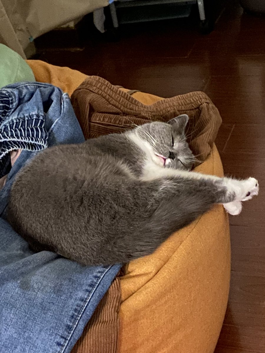 api_beer's tweet image. 这猫白天到底干什么了，睡一晚上了都