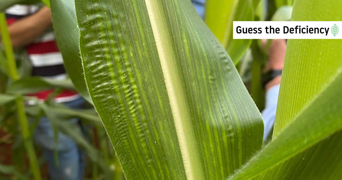 Can you figure out what nutrient is causing these issues?

With this deficiency, young corn leaves may show raised yellow or white streaks between the veins, and cobs can appear short or bent with uneven kernel development.

Any guesses?

#Agronomy