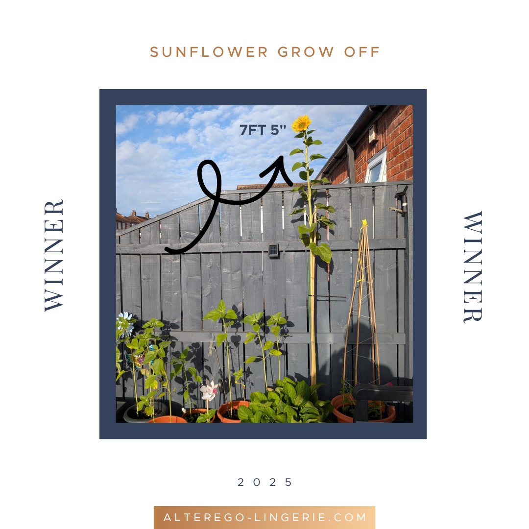 UK_Alterego's tweet image. 🌻 The results are in! 🌻
 
Our Great Sunflower Grow Off 2025 winner is David, one of our brilliant warehouse operators, with a huge 7ft 5" sunflower! 

At Alterego, we’re more than a team — we’re a family that’s caring, committed &amp;amp; connected. 💛
#corevalues #b2b #dropship #team