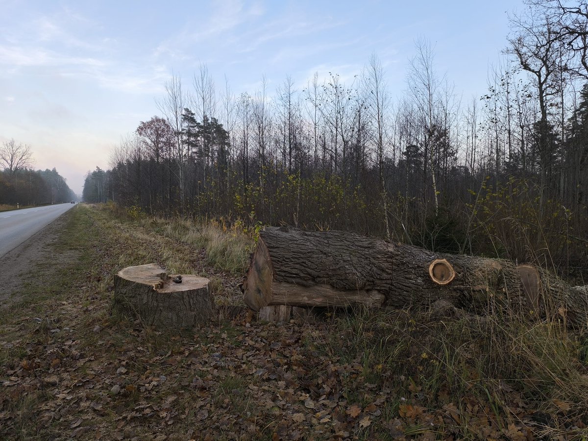 Atvainojos, bet kuram 3.14daram ienāca prātā nozāģēt šo skaisto ozolu pie P110 Liepājā-Tāši?😠
Koks nebija dižkoks (celma diametrs ~1m), bet papildināja ainavu un sagaidīja atgriežoties mājās Liepājā no Ventspils puses.
Koks viennozīmīgi nebija bīstams!

@lvceli <a href="/liepajniekiemlv/">liepajniekiem.lv</a>