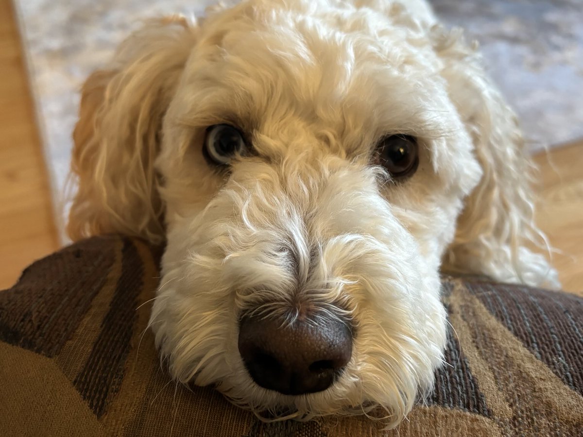 doodledog412's tweet image. Canada has about 93.5 million acres of farmland and Saskatchewan approx 49.3 million of that! 🐶 #FunFactFriday