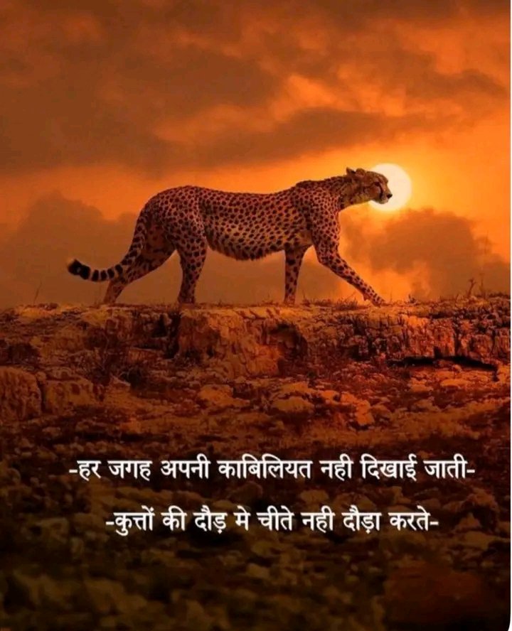 हर जगह अपनी काबिलियत नहीं दिखाई जाती,
कुत्तों की दौड़ में चीते नहीं दौड़ा करते..see more