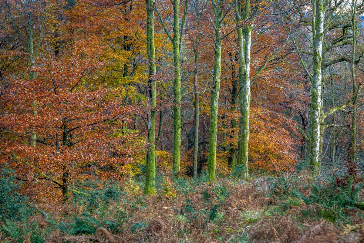 andrewswalks's tweet image. Autumn colours in Holme Wood this morning #LakeDistrict
