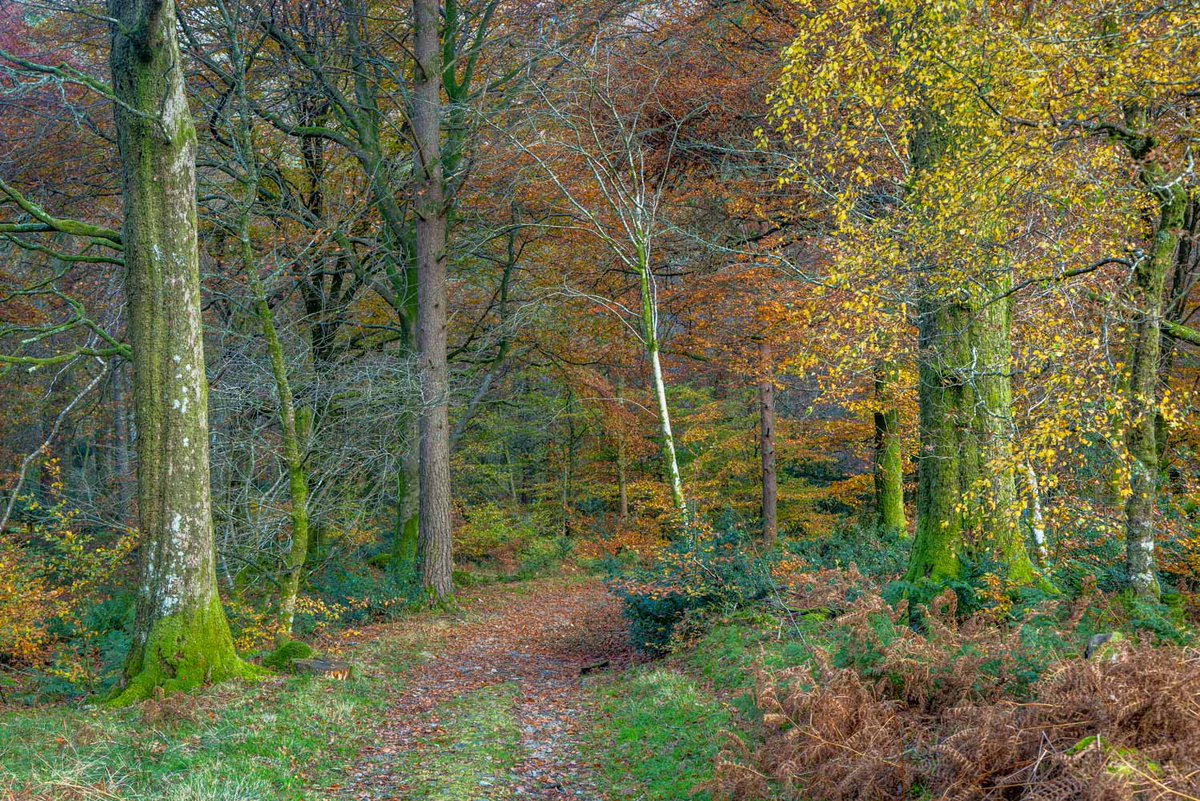 andrewswalks's tweet image. Autumn colours in Holme Wood this morning #LakeDistrict