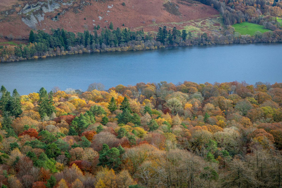 andrewswalks's tweet image. Autumn colours in Holme Wood this morning #LakeDistrict