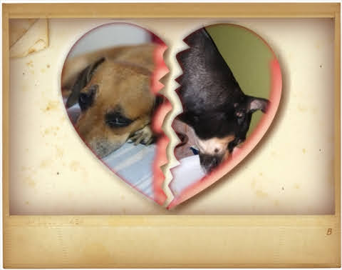 Hoy te recordé más que nunca Lola Shannel 🤍🖤, el piso mantiene aún  grasita de tu pelaje. Roxy 🤍🤎 en mi memoria también, las extraño.