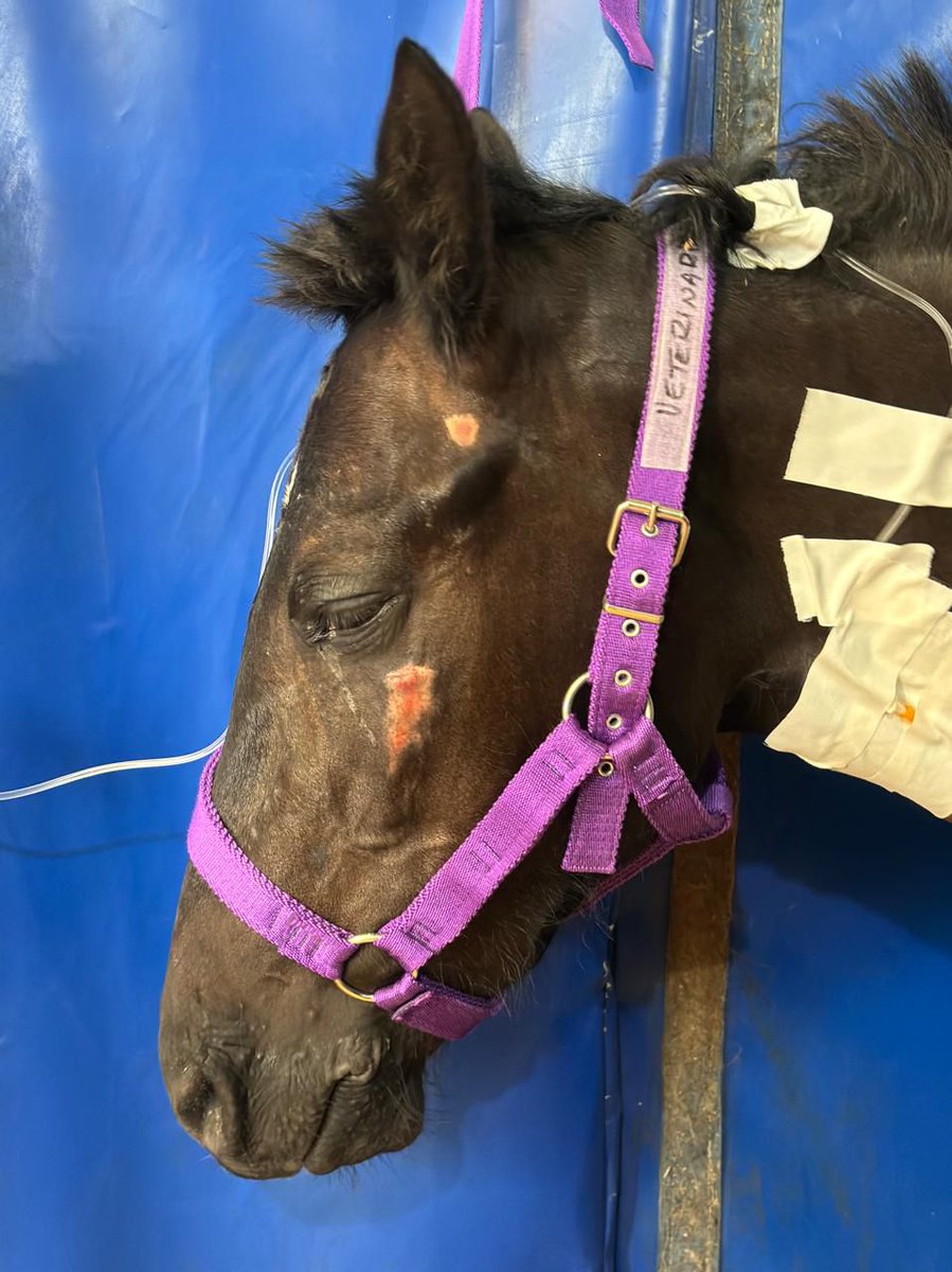 Buenas 👋

Nuevo rescate de ACMA

💙 Bienvenida, “Amanda”

En la tarde de ayer, desde la Subcomisaría de Aldo Bonzi nos informaron sobre una yegua que se había desplomado en plena vía pública, mientras tiraba de un carro.
Casi al mismo tiempo, vecinos de la zona también pedían