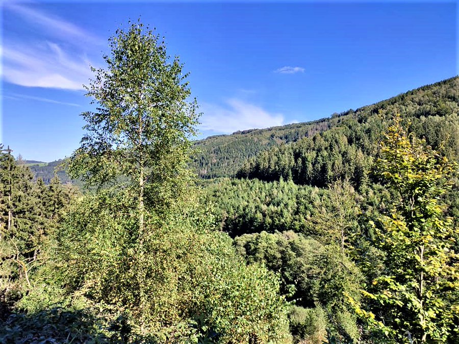 Forests are incredibly important for the planet. Many of them are being destroyed by agricultural use, land development and forest fires. Conservation and restoration of forests should be a goal of many departments and organizations and should be implemented quickly.💚🌱🌿☘️🌲🌳