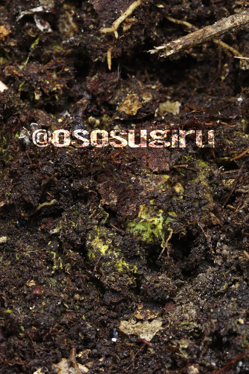 oso 的キノコ擬人化図鑑 on X