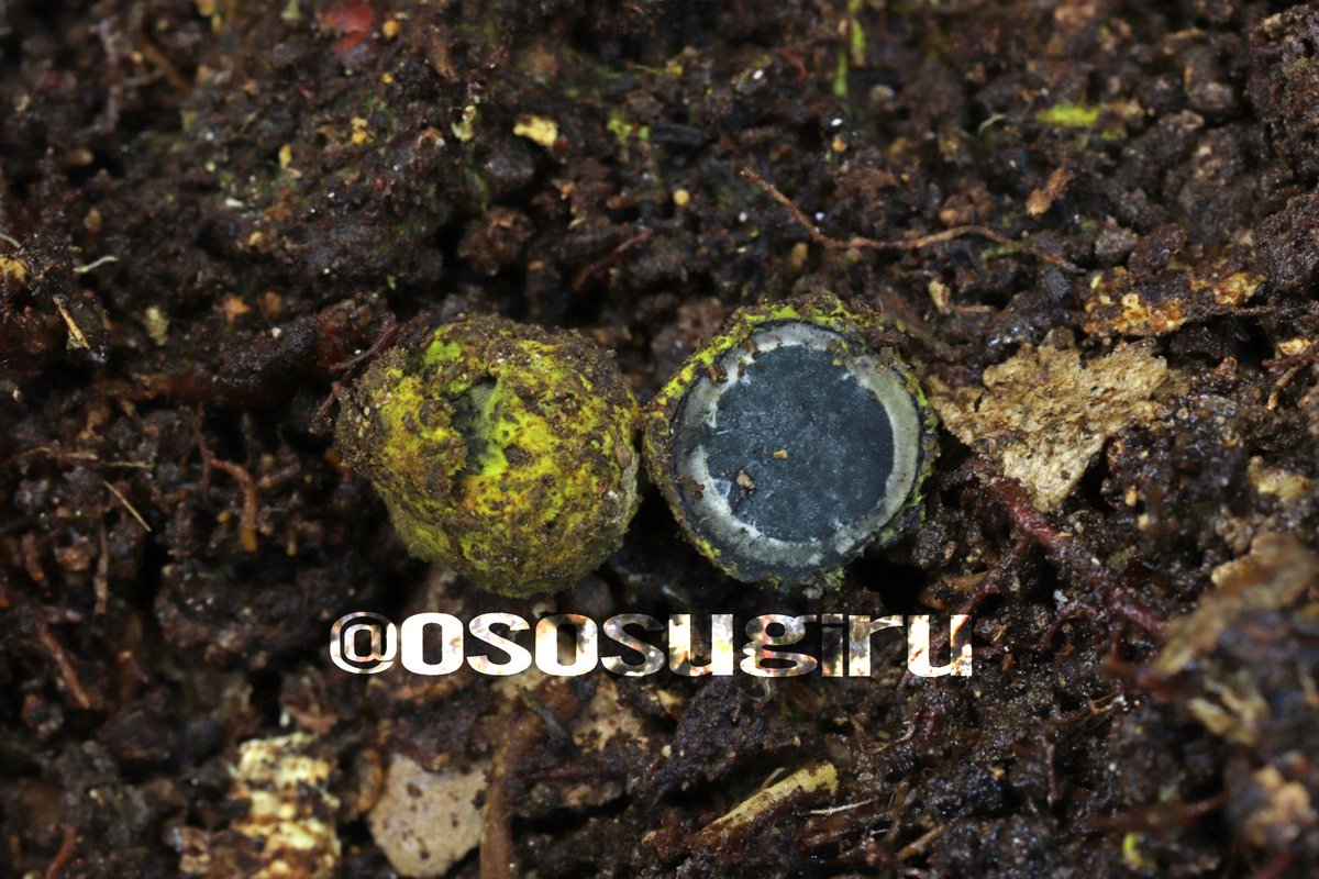 oso 的キノコ擬人化図鑑 on X