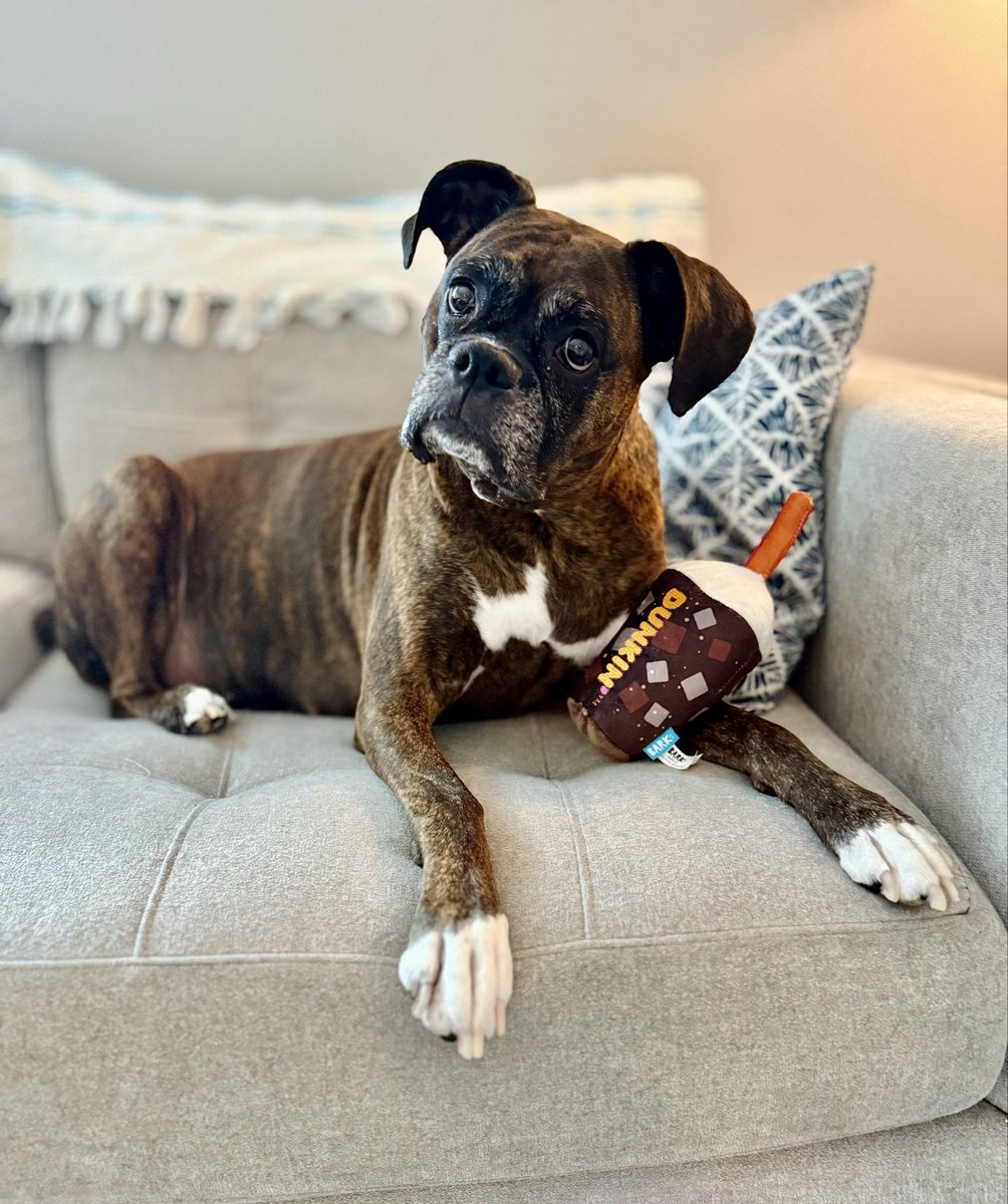 saltyriptides's tweet image. Happy Friday, friends! 
I’m starting my day with coffee… because I’m just not hyper enough! 😂 
Love, Ruby 🐾🩷