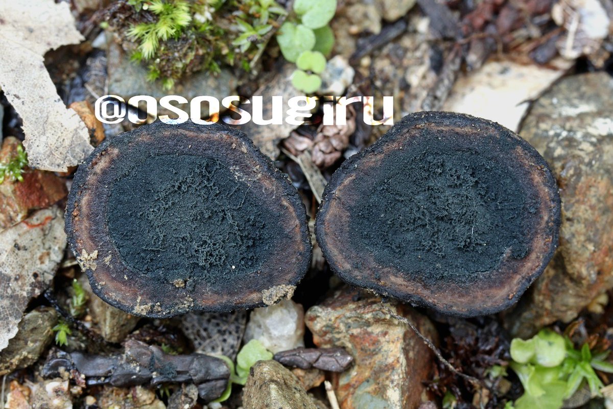 oso 的キノコ擬人化図鑑 on X