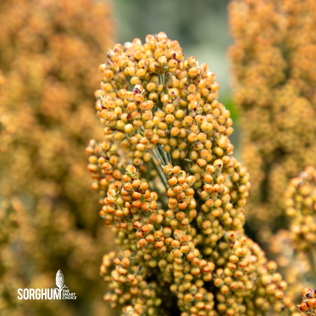 Sorghum Checkoff tweet media