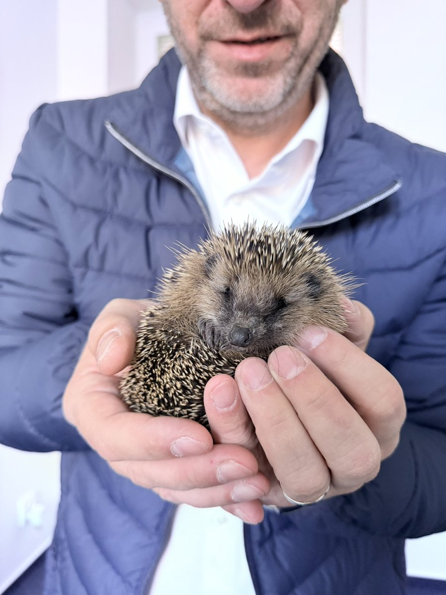 MarianskeHory's tweet photo. Tento týden k nám přišel malý ježek. Bohužel byl tak maličký, že by ve volné přírodě v zimě zahynul. Po konzultaci s pracovníky krajské záchranné stanice se o něj kolegové mariánskohorské radnice postarali a pak převezli do další péče Střediska přírodovědců při SVČ Korunka.🦔🍏🤗 https://t.co/rd2K62JWOq