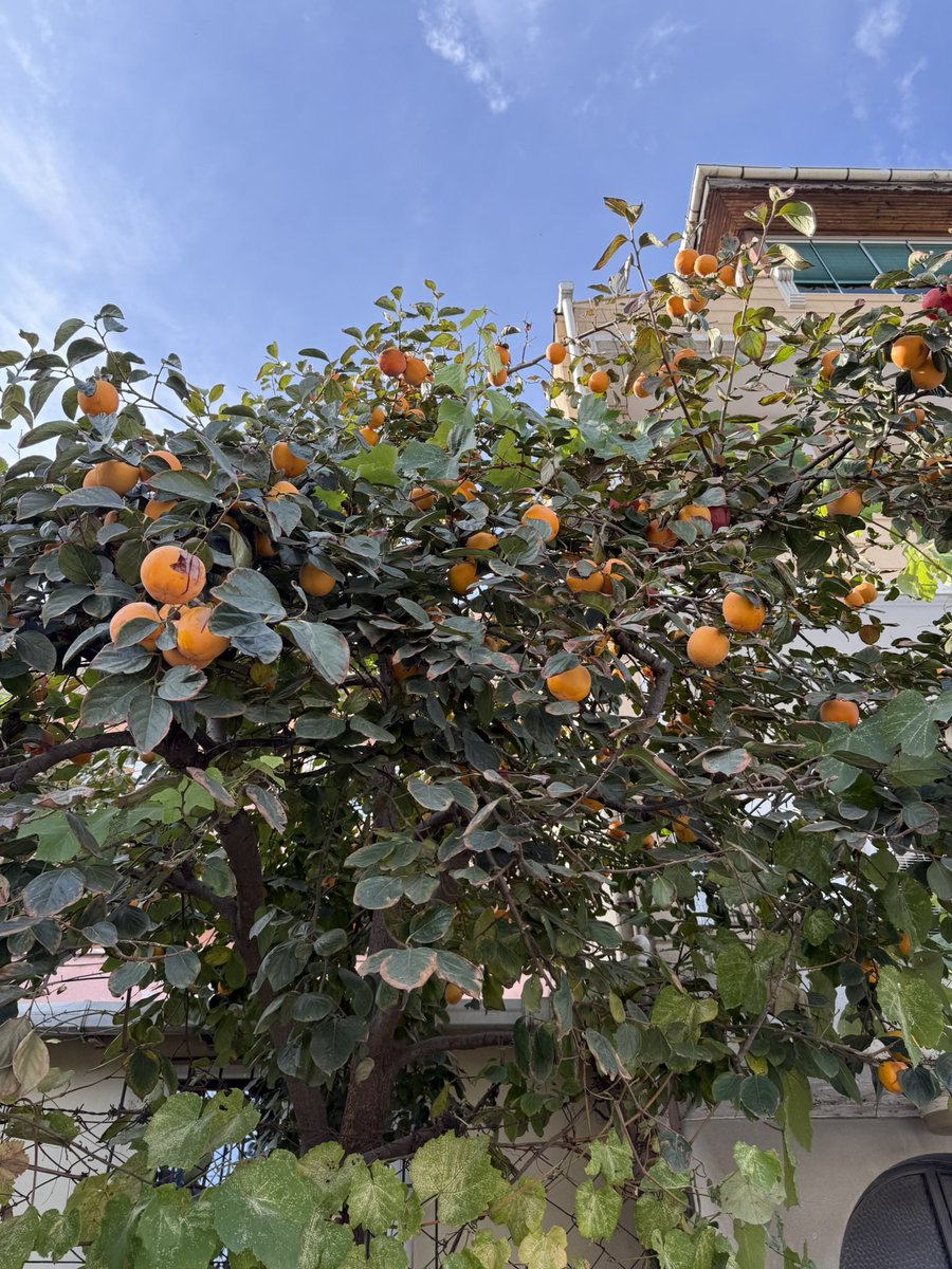 Trabzon hurması ( cennet hurması) bu sene bol güzel 👍