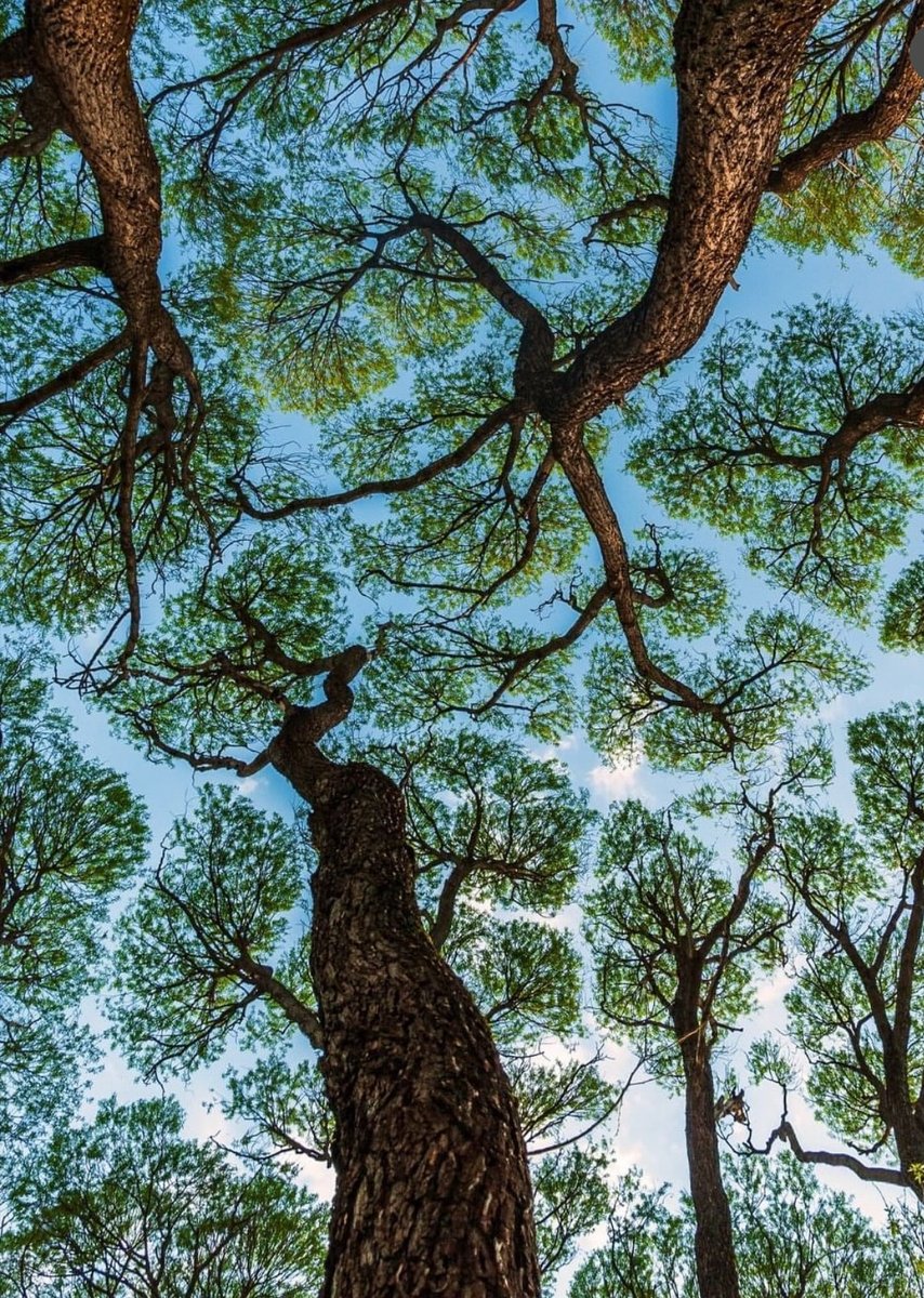 Have you ever seen trees that don’t let their branches touch? It’s called Crown Shyness—a natural pattern that looks like art in the sky. 🌿
At SciArt Exchange, we celebrate where science and art meet. Even forests remind us that creativity is part of nature’s design.
#SciArt