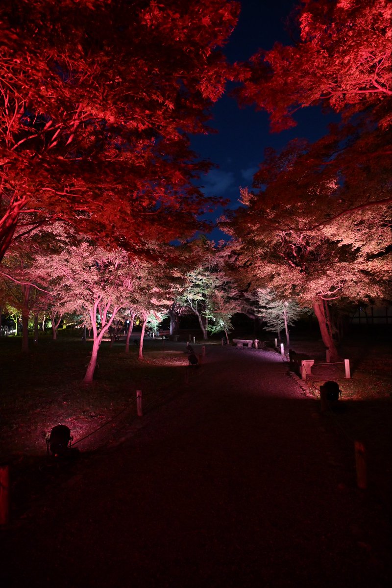 SpringCamellia's tweet image. Nikon ZR
NIKKOR Z 24-120mm f/4 S
CineBias＿RED

二条城

#カメラ好きな人と繋がりたい
#写真好きな人と繋がりたい
#写真初心者
#snapshot
#Nikon