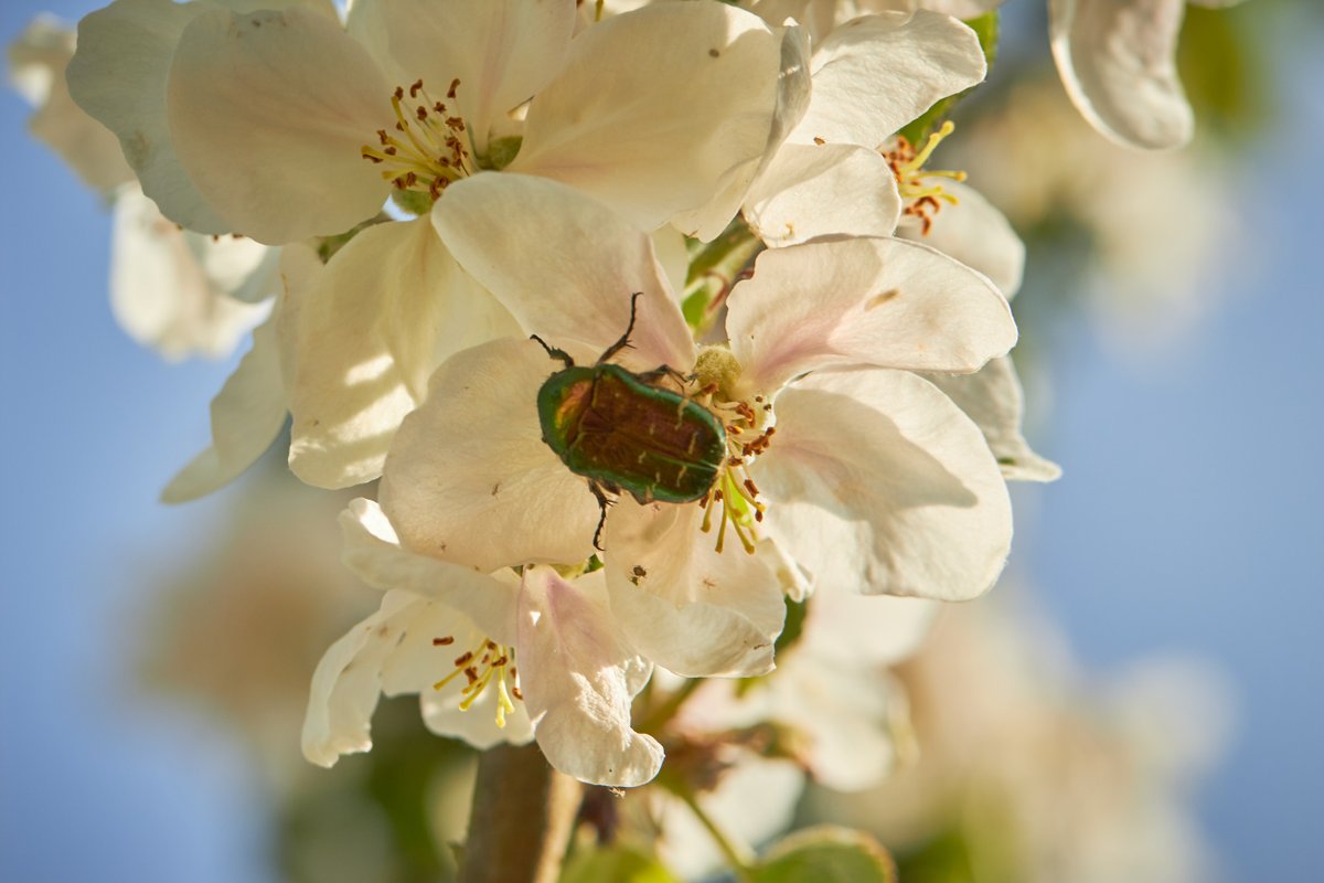 Cascable team member pick: "The way this beetle's iridescent colours caught the sunlight was so pretty!" 

#CascableApp #photography #bloomscroll #beetle #insect #photooftheday
