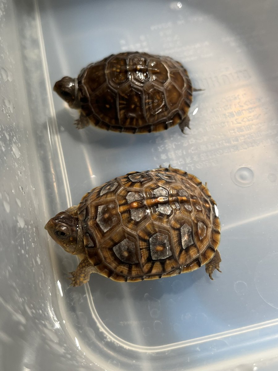 TOM (@T_O_M_kamente) / Posts / X