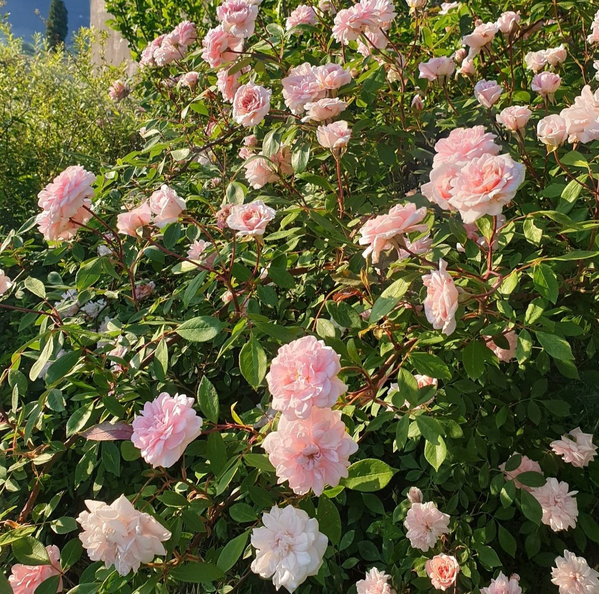 AngelaSimonini's tweet photo. Love for Roses 🌸🤍  ~ Garden roses
~ memory
May Peace &amp; Happiness always 
find a way to all of us 🤍💫
Love to you all 💕
Angela
#angelasimonini #art #artandroses #angiesflowerpictures #roses #rosegarden #flowers #gardenoflove #godisthelight #peace #love #godislove #alwayslove https://t.co/JieyNJ7po1