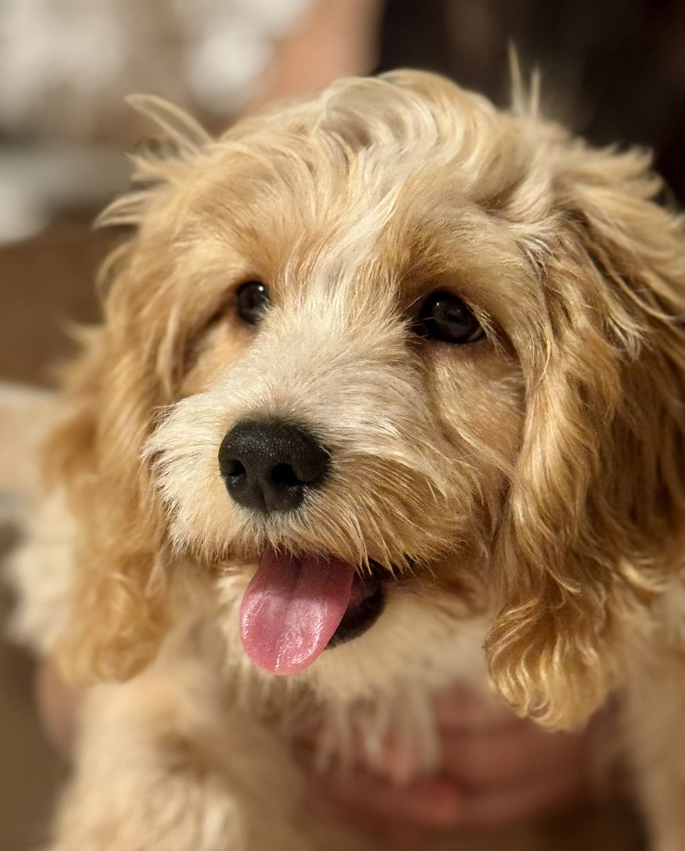 Explorerr_m's tweet image. Mia ile tanıştırayım 😊