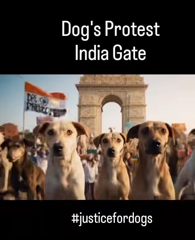 SonaliD60508185's tweet image. #justicefordogs
 I express my deepest condemnation of the Supreme Court&apos;s inhumane verdict.