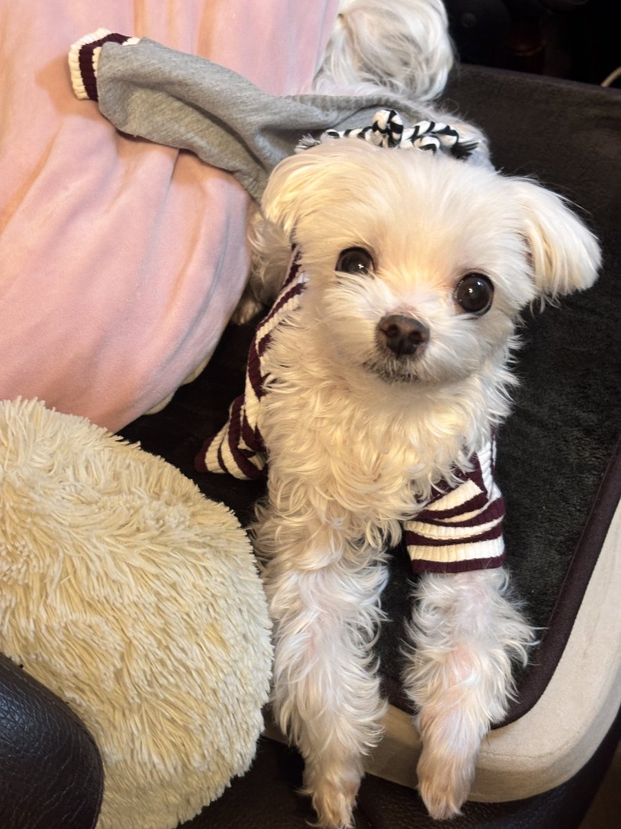 luvangelinaluv's tweet photo. Annabelleさん、腕も足も脱げてますけど😅💦
What happened?😂

#maltese  
#何しても可愛い
#マルチーズとの暮らし https://t.co/uyZ5cYmvf6