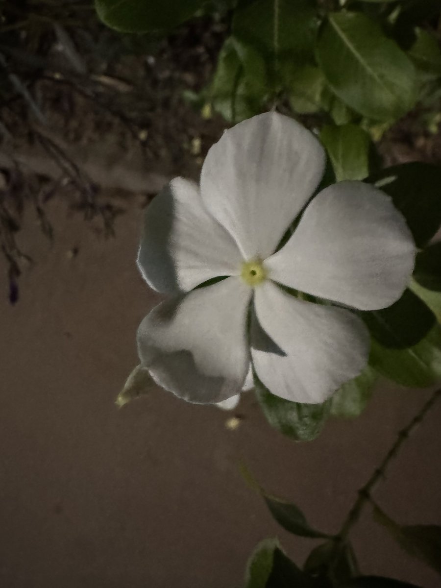 jennifer evans 🇵🇸🇱🇧🇨🇦 tweet media