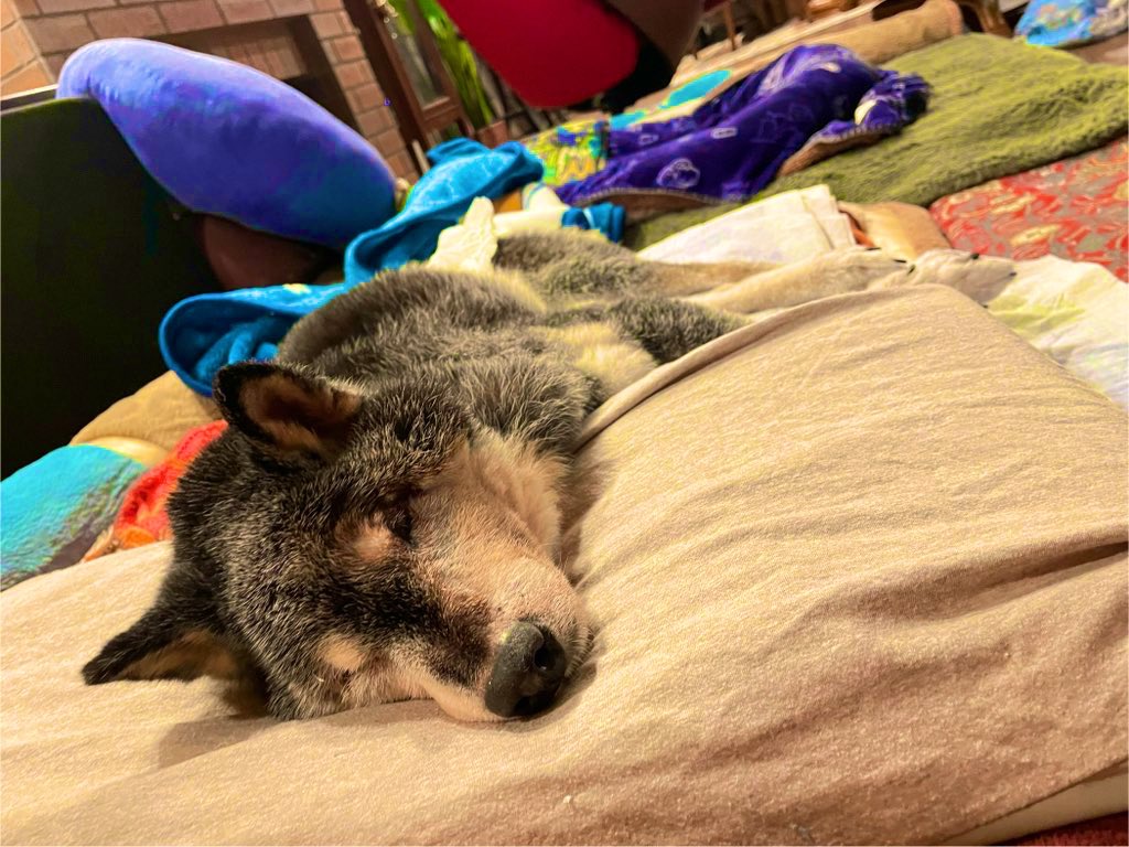 たぬ吉ページ☆ たぬ吉 (@manmaru063061) / Posts / X