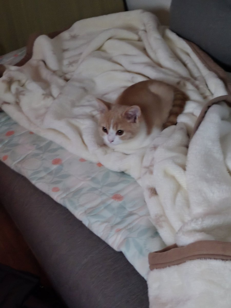 はちみつレモン on X