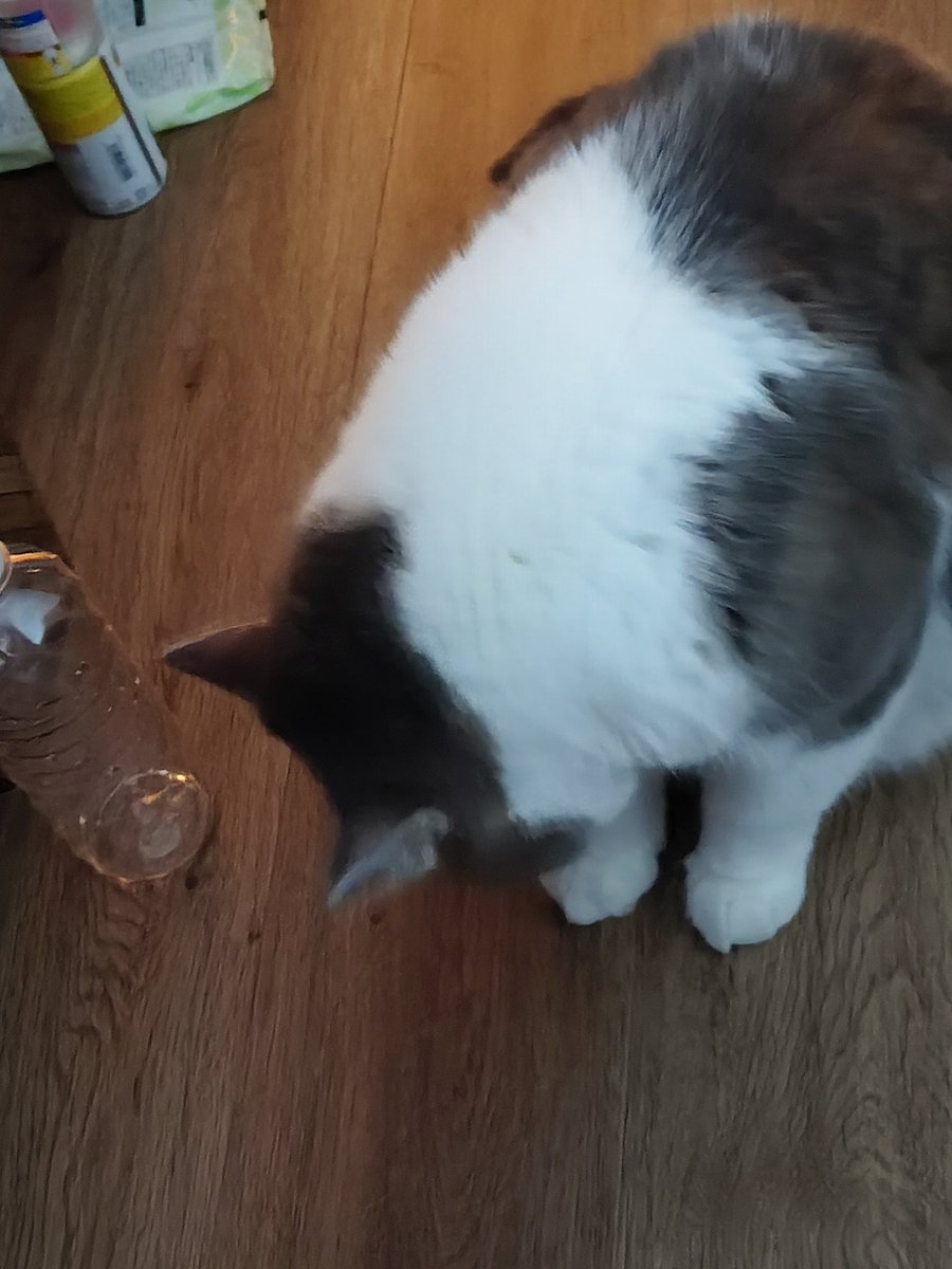 はちみつレモン on X