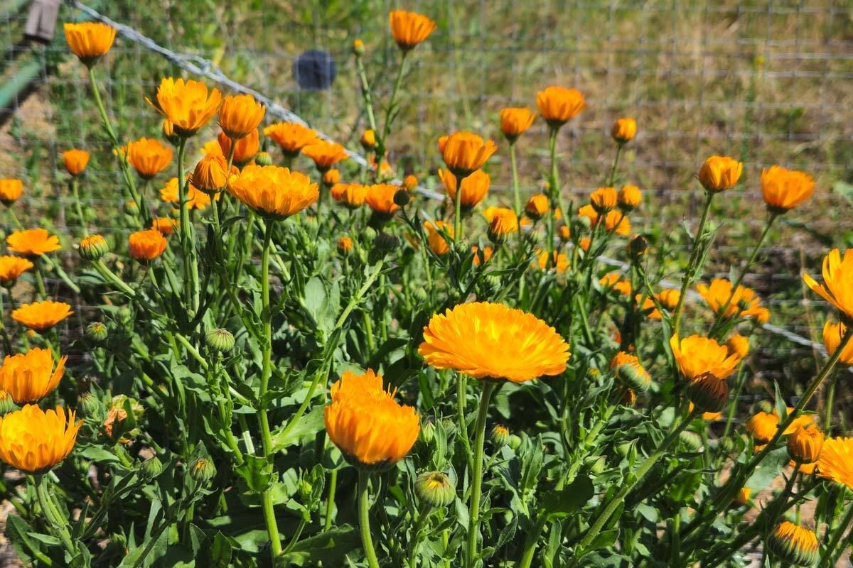 Why do I grow so much calendula each year? Cuz they're not just a pretty face, uhm, flower. I infuse it in oil and then add it to things I make. Like soap, lotion bars, tallow. It has anti-inflammatory, antimicrobial, and antioxidant properties. 😍

buff.ly/ApADa97