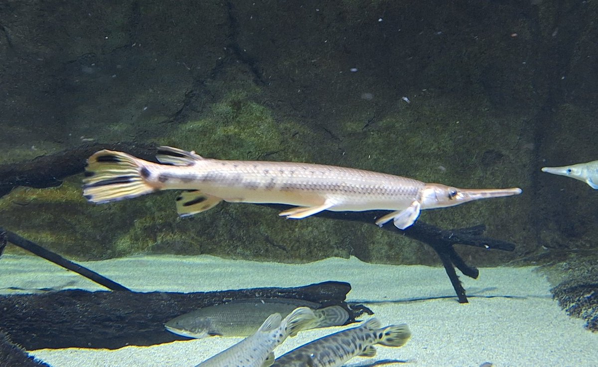 コットン♪ on X