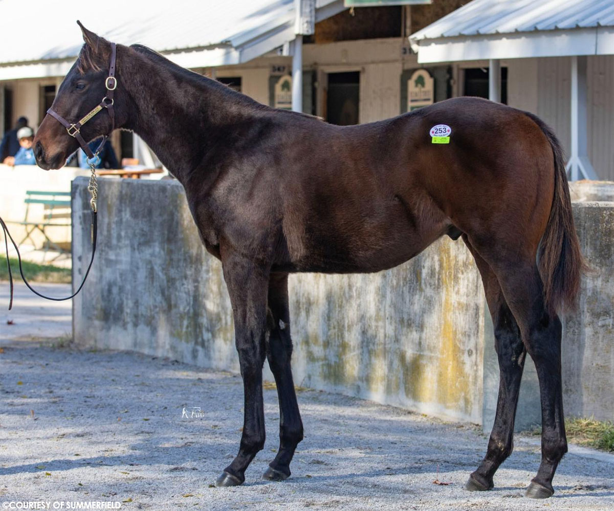 A $335,000 colt bred by <a href="/oldtavfarm/">Old Tavern Farm</a> topped the #NYbred offerings during the second book of <a href="/keenelandsales/">Keeneland Sales</a> November! He wasn't the only six-figure youngster for the program over the two days. Full story: tinyurl.com/yrads387