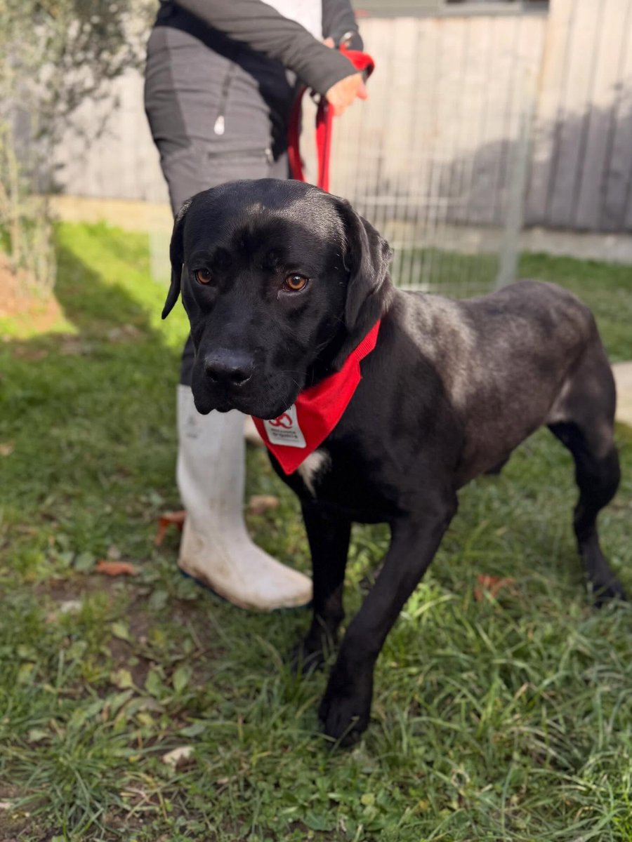 Un grand bébé de 9 mois qui cherche une famille ! Black, ce labrador récemment arrivé au refuge #30millionsdamis de la Tuilerie déborde d’énergie et d’affection. Il aura besoin d’une famille présente et patiente avec lui.
☎️0164001545 
📧latuilerie@30millionsdamis.fr