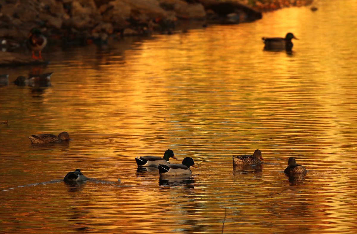 IDNR is hosting 2 additional public meetings to gather input on duck season split timing (2026–2030):

Nov 12, 6–8PM – SIU Carbondale, Lawson Hall Rm 151 Nov 13, 6–8PM – Carlyle HS Cafeteria

South &amp; current south-central zone hunters encouraged to attend. No registration needed.