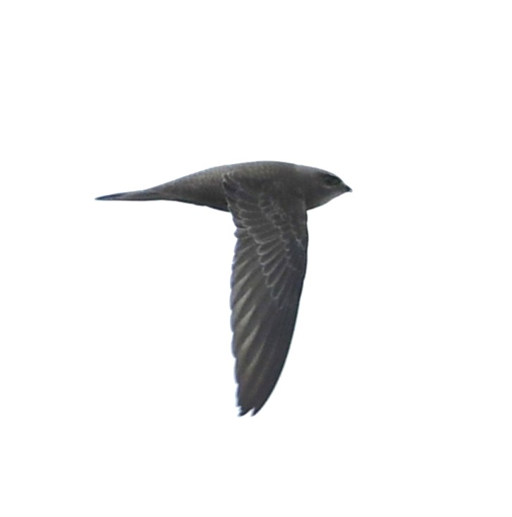 Baldbirder1's tweet photo. A quick lunchtime sprint to the very confiding Pallid Swift at North Foreland. Just wish I hadn't taken a flat camera battery with me... #SchoolBoyError @RareBirdAlertUK @KentishPlover #UKBirding #birding https://t.co/9tb4M4d2Yd