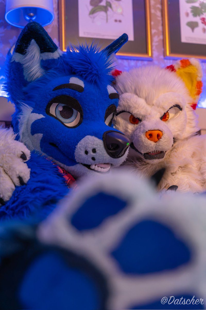 Even while cuddling with handsome wolves like Volskar, my paws still tend to get in the way, but I am sure you don't mind 😘
#FursuitFriday

📸: <a href="/Datscher02/">Datscher</a>
🐺: <a href="/VolskarWolf/">Volskar 🔜 Pawska 🇵🇱</a>