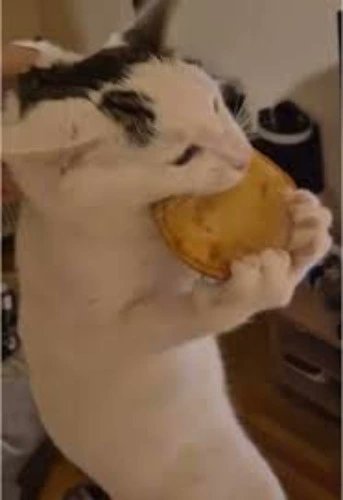 I just received I will eat a burger from nuclear_lunar via Throne. Thank you! throne.com/graveyardcat #Wishlist #Throne