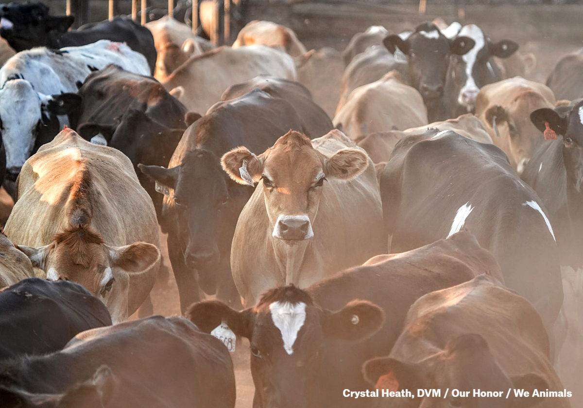 We Animals tweet media