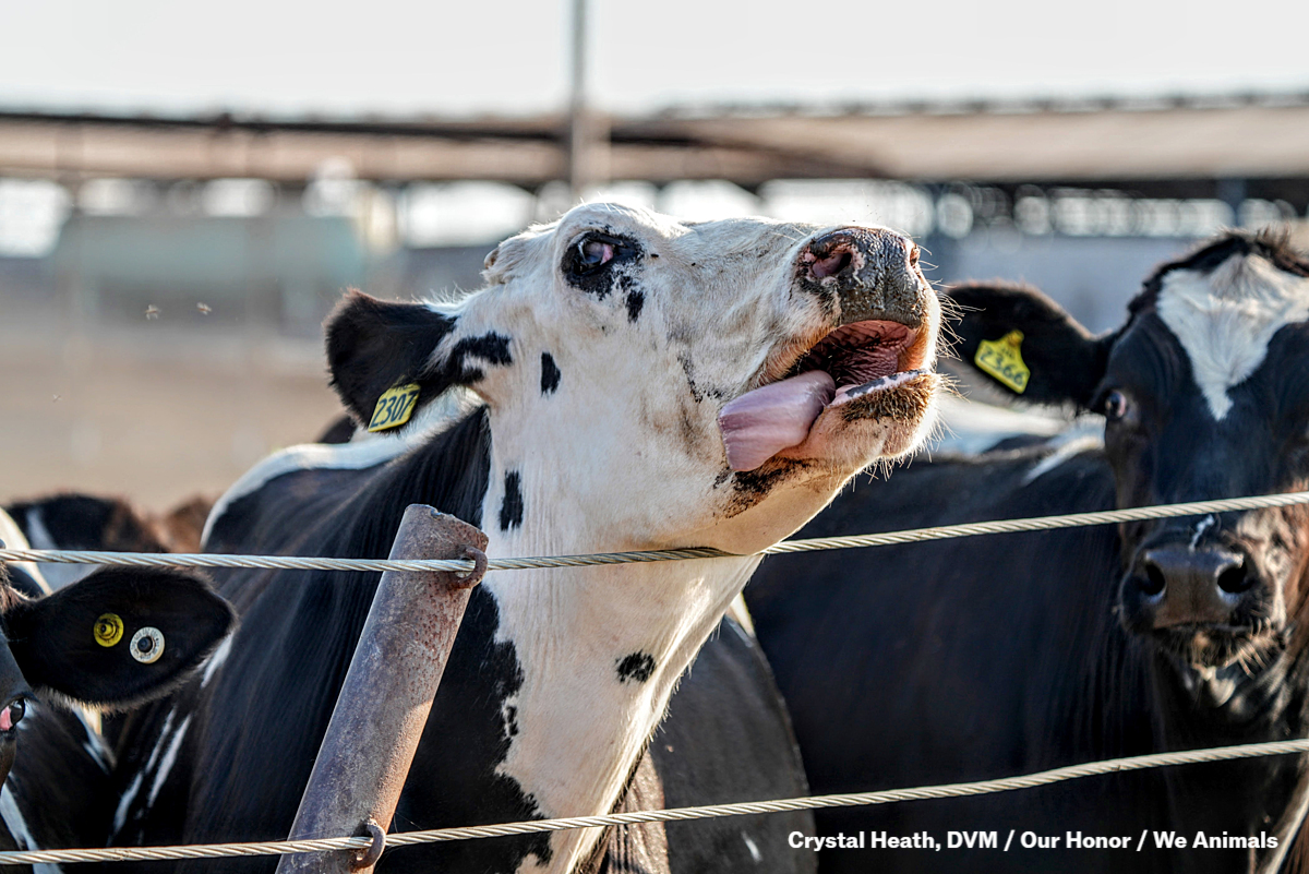 We Animals tweet media