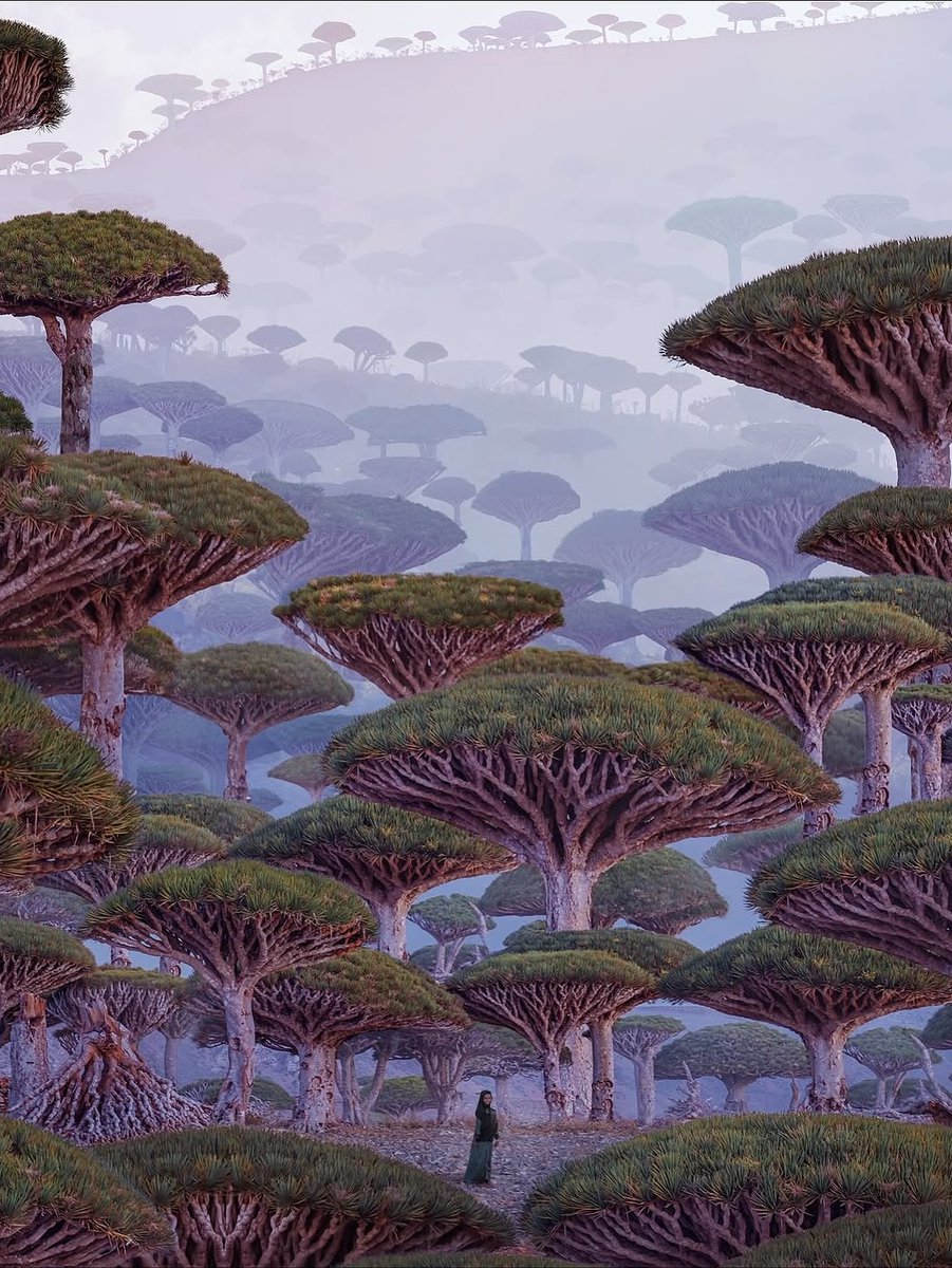 HacesMas's tweet photo. 🏝️ La isla de Socotra, conocida como las “Galápagos del Índico”, parece de otro planeta.

Casi un tercio de sus especies no existen en ningún otro lugar del mundo, como los impresionantes árboles de ''sangre de dragón''. #curiosidadesSIGAUS

📸 vía hobopeeba (ig) https://t.co/jKVEEPyLah