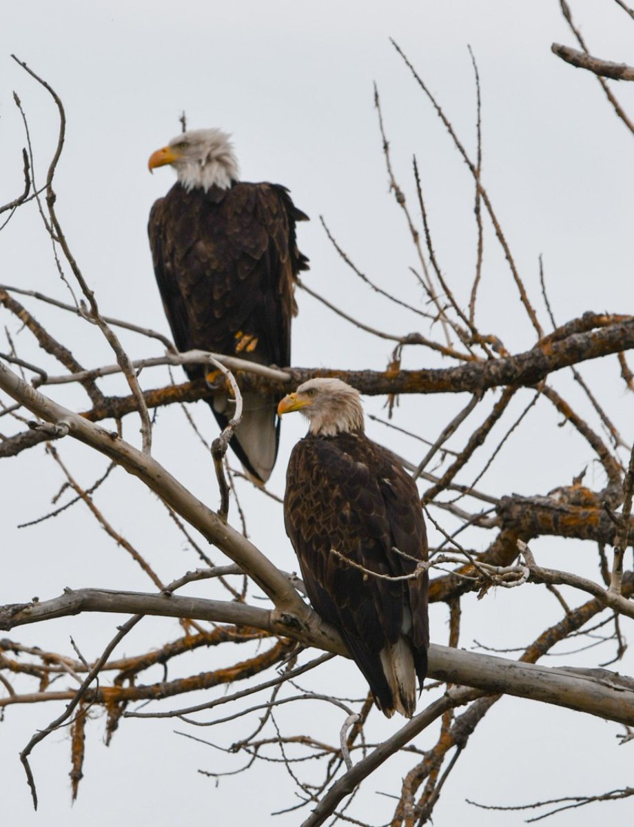 COParksWildlife's tweet image. When you tell your friend not to look...but they look 👀