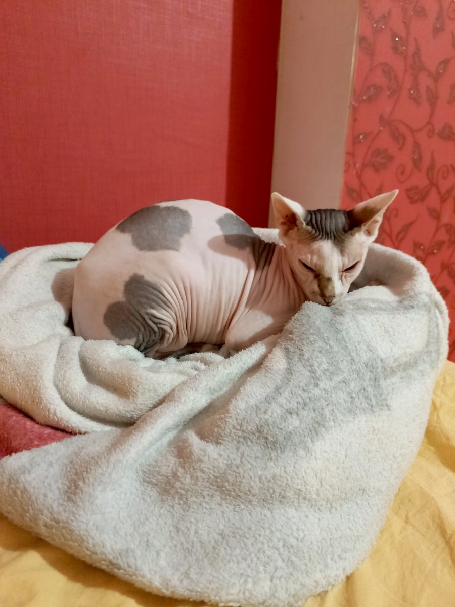 Эльвиса ужином покормила, вкусней дала.
Теперь сериальчик, может и засну под его мурчанье