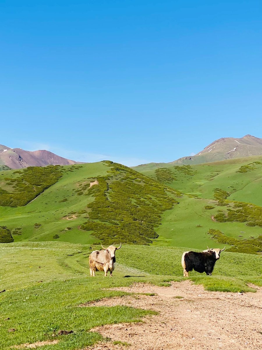Эртең дагы айылда топоз союлат, бүрсүгүнү шаарга таратабыз.

Минималдуу буйрутма 10 кг, 
Үйгө жеткирүүсү менен баасы 700 сом.

Вотсап: 0703972587